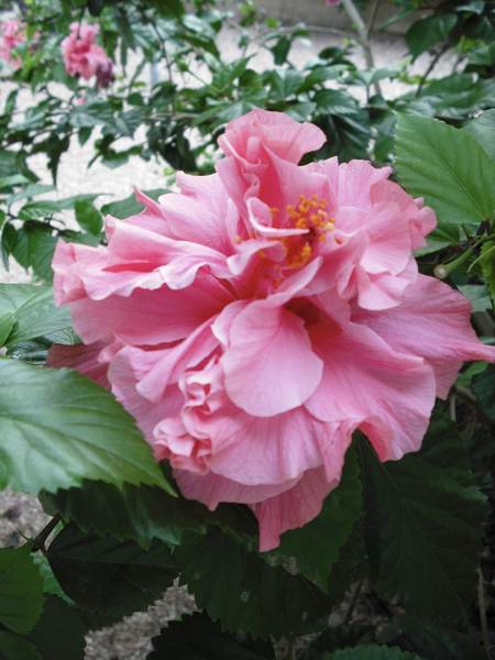 Vintage digital camera sample photo